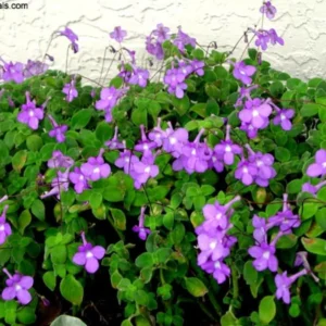 Live Streptocarpella Concord Blue Trailing, Blue Flower Cape Primrose Plant African Violet Plants for Planting in 4 Inc Pot