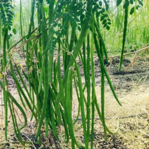 Set 2 Moringa Trees, Moringa Live Plants, Moringa Plants Live, Drumstick Tree, Horseradish Tree, Herb Moringa Plants for Planting, No Pot