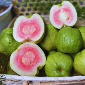 Guava Tree Live Plant, 4-8" Pink Guava Tree Live Plant, Guava Tree Plant Live, Guava for Planting In Pot