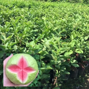 Set 2 Pink Guava Trees Live Plants, 4-8