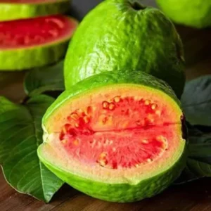 Set 2 Pink Guava Trees Live Plants, 4-8" In Tall In Pot, Live Guava Trees Plant, Guava Trees Plant Live, Guava For Growing
