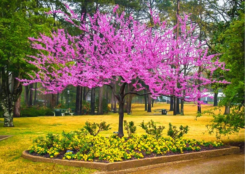12 Eastern Redbud Trees Live Plants Seedlings in Quart Pot, 6 to 12 Inches Tall, Red Bud Tree Plants Live, Purple Lavender Redbud Blooms Color