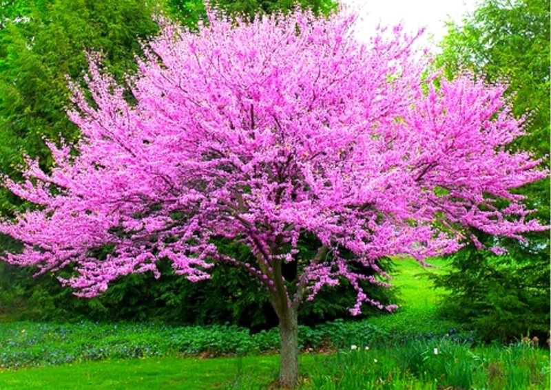 12 Eastern Redbud Trees Live Plants Seedlings in Quart Pot, 6 to 12 Inches Tall, Red Bud Tree Plants Live, Purple Lavender Redbud Blooms Color