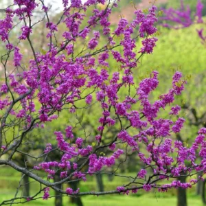 Eastern Redbud Trees Live Plants, 6