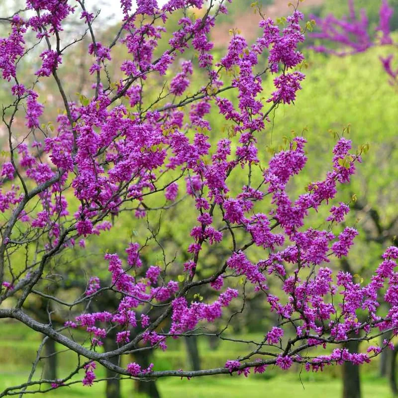 Eastern Redbud Trees Live Plants, 6" to 1 Feet Tall in Quart Pot, Red Bud Tree Plants Live, Purple Lavender Redbud Blooms Color