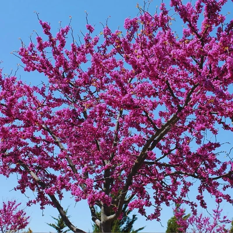 Eastern Redbud Trees Live Plants, 6" to 1 Feet Tall in Quart Pot, Red Bud Tree Plants Live, Purple Lavender Redbud Blooms Color