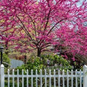 14 Eastern Redbud Trees for Planting, Redbud Trees Live Plant in Quart Pot, 6 to 15 Inc Tall, Red Bud Trees Live Plants