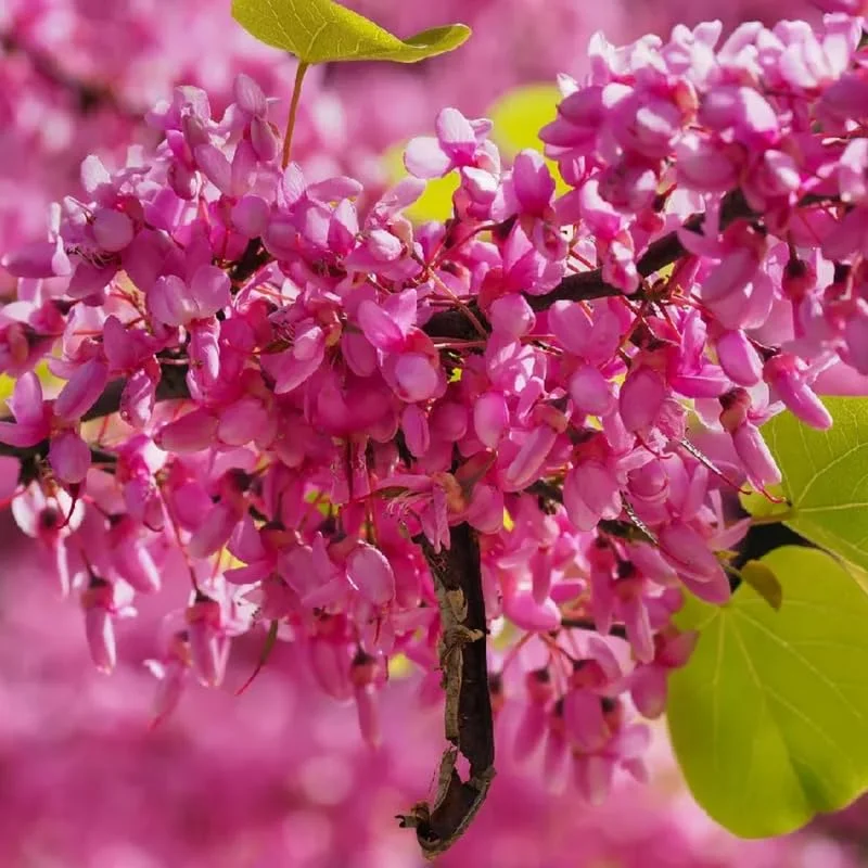 Redbud Trees Live Plants in Quart Pot, 6 to 12 Inc Tall, Red Bud Tree Plants Live, Purple Lavender Redbud Blooms Color