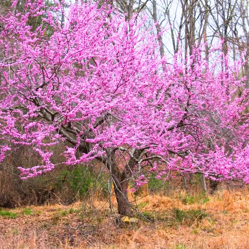 Redbud Trees Live Plants in Quart Pot, 6 to 12 Inc Tall, Red Bud Tree Plants Live, Purple Lavender Redbud Blooms Color