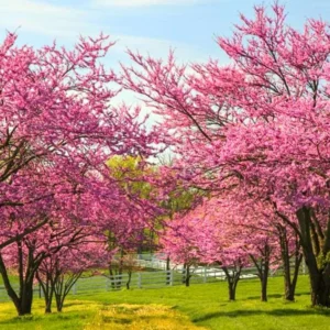 Redbud Trees Live Plants in Quart Pot, 6 to 12 Inc Tall, Red Bud Tree Plants Live, Purple Lavender Redbud Blooms Color