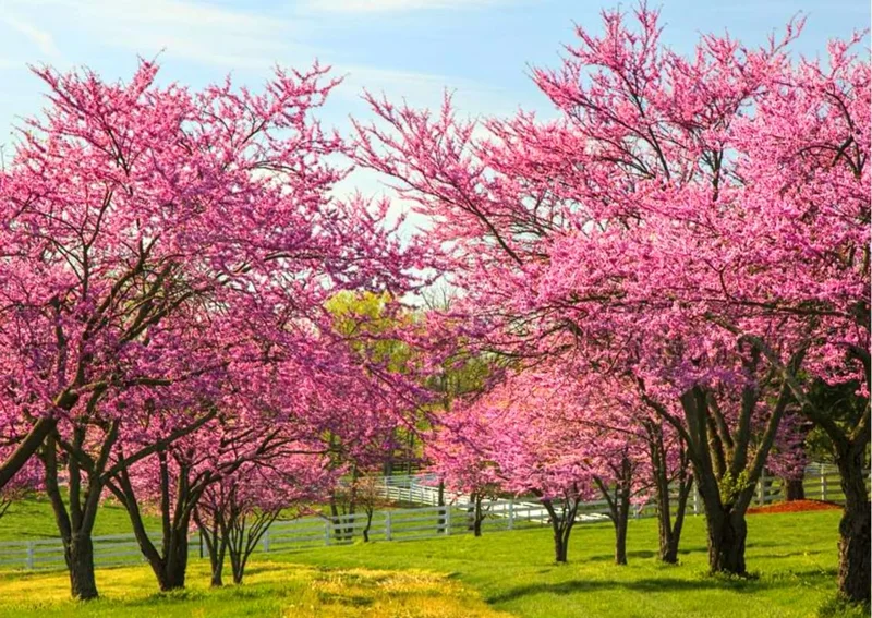 Redbud Trees Live Plants in Quart Pot, 6 to 12 Inc Tall, Red Bud Tree Plants Live, Purple Lavender Redbud Blooms Color