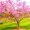 Set 10 Eastern Redbud Trees Live Plants, 10 To 15 Inc Tall Pink Flowering Ornamental Tree In Quart Pot, Redbud Tree Eastern, Redbud Trees for Planting