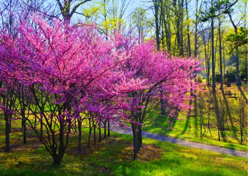 Set 6 Eastern Redbud Trees Live Plants, 10 To 15 Inc Tall Pink Flowering Ornamental Tree In Quart Pot, Redbud Tree Eastern, Redbud Trees for Planting