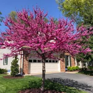 Set 6 Eastern Redbud Trees Live Plants, 10 To 15 Inc Tall Pink Flowering Ornamental Tree In Quart Pot, Redbud Tree Eastern, Redbud Trees for Planting