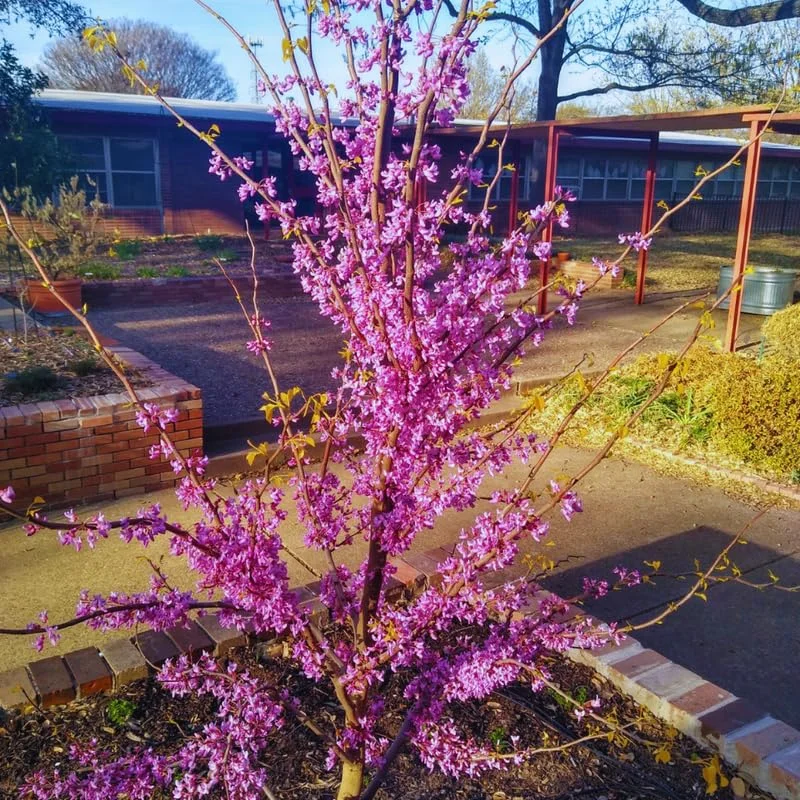 Set 6 Eastern Redbud Trees Live Plants, 10 To 15 Inc Tall Pink Flowering Ornamental Tree In Quart Pot, Redbud Tree Eastern, Redbud Trees for Planting