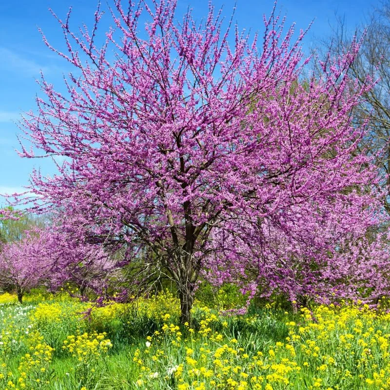 Set 4 Eastern Redbud Trees Live Plants, 10 To 15 Inc Tall Pink Flowering Ornamental Tree In Quart Pot, Redbud Tree Eastern, Redbud Trees for Planting