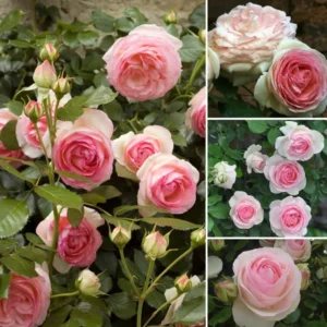 Pink Climbing Rose Live Starter Plant, Fragrant Pink Rose Ready to Plant, Climbing Rose for Planting Outdoor, No Pot, 1 Year Old Rose Plant