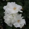 White Climbing Rose Live Starter Plant, Fragrant White Rose Ready to Plant, Climbing Rose for Planting Outdoor, No Pot, 1 Year Old Rose Plant