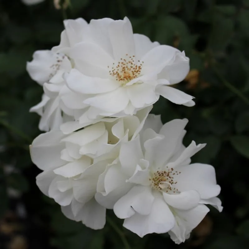 White Climbing Rose Live Starter Plant, Fragrant White Rose Ready to Plant, Climbing Rose for Planting Outdoor, No Pot, 1 Year Old Rose Plant
