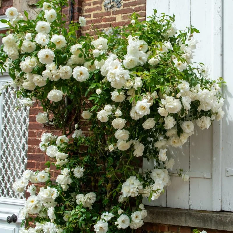 White Climbing Rose Live Starter Plant, Fragrant White Rose Ready to Plant, Climbing Rose for Planting Outdoor, No Pot, 1 Year Old Rose Plant