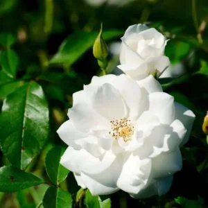 White Climbing Rose Live Starter Plant, Fragrant White Rose Ready to Plant, Climbing Rose for Planting Outdoor, No Pot, 1 Year Old Rose Plant