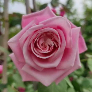 2 Pink Rose Climbing Live Starter Plants, New Dawn Fragrant Pink Climbing Rose for Planting Outdoor, No Pot, 1 Year Old Rose Plant, Well-Rooted Rose Plants Live Ready to Plant