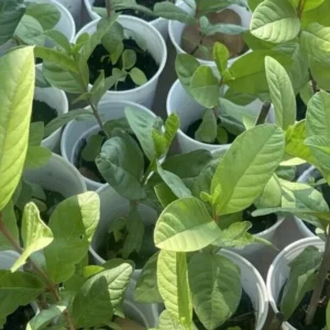 Guava Tree Live Plant, 4-8