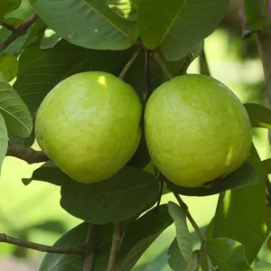Guava Tree Live Plant, 4-8