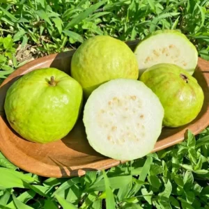 Guava Tree, White Guava Tree Live Plant, 4
