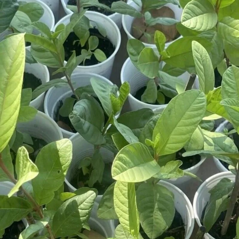 Guava Tree, White Guava Tree Live Plant, 4"-8" in Tall, Guava Tree Plant Live in 4" Pot, Guava for Gardening