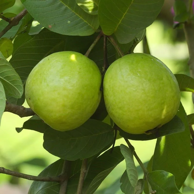 Set 2 White Guava Trees Live Plants, 4-8" In Tall In 4" Pot, Live Guava Trees Plant, Guava Trees Plant Live, Guava For Growing