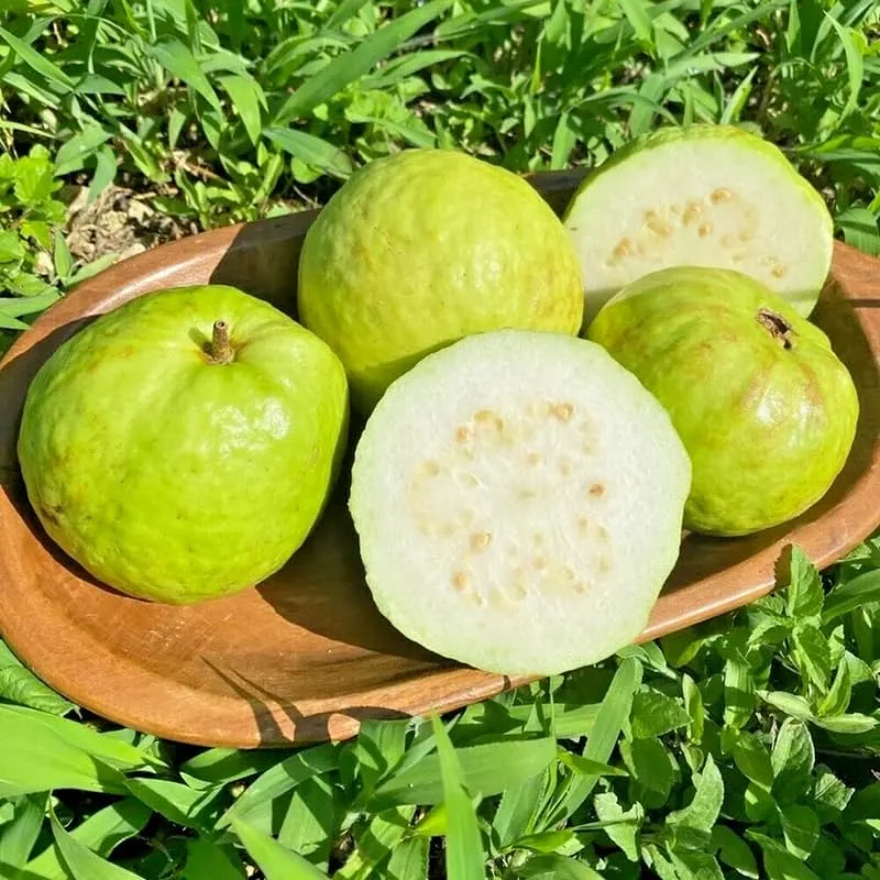 Set 2 White Guava Trees Live Plants, 4-8" In Tall In 4" Pot, Live Guava Trees Plant, Guava Trees Plant Live, Guava For Growing
