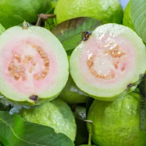 Guava Tree Live Plant, 4-8