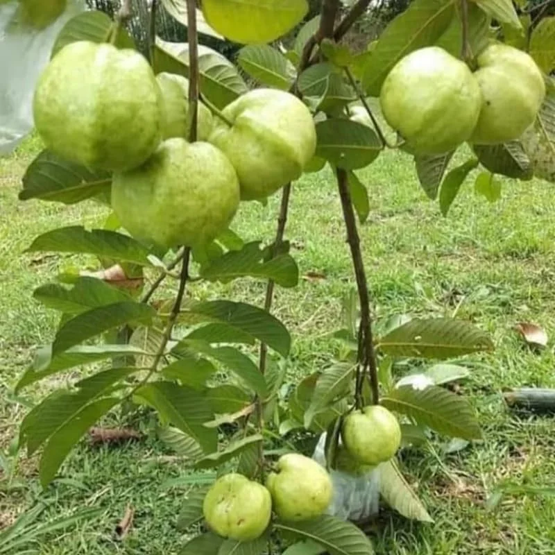 Guava Tree, White Guava Tree Live Plant, 4"-8" in Tall, Guava Tree Plant Live in 4" Pot, Guava for Gardening