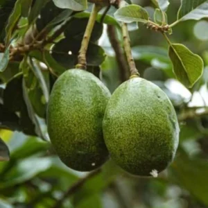 Grafted Hass Avocado Plant Live Tree In Pot, No CA, Hass Avocado Trees Live Plants