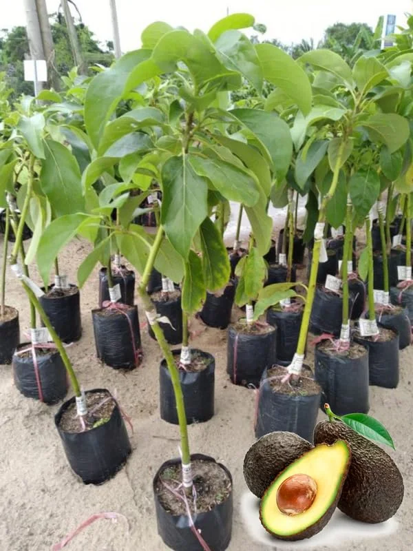 Grafted Hass Avocado Plant Live Tree In Pot, No CA, Hass Avocado Trees Live Plants