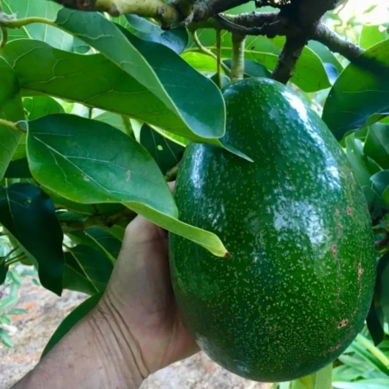 Grafted Hass Avocado Plant Live Tree In Pot, No CA, Hass Avocado Trees Live Plants
