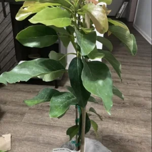 Grafted Avocado Tree, Hass Avocado Live Plant Tree, 2-3Ft In Tall, Well-Rooted Grafting Avocado
