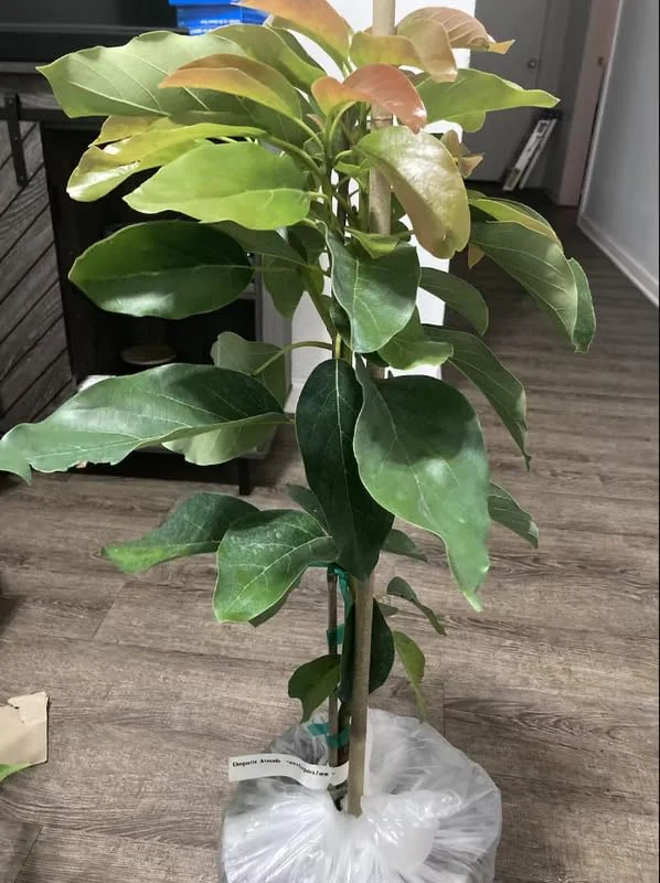 Grafted Avocado Tree, Hass Avocado Live Plant Tree, 2-3Ft In Tall, Well-Rooted Grafting Avocado