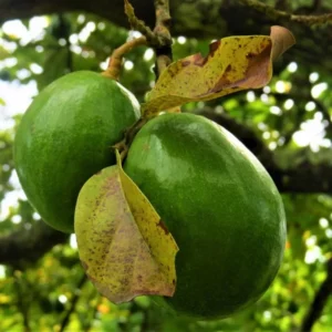 2-3Ft Avocado Trees Live Plants, Grafted Hass Avocado Plant Live Tree In Pot, No CA