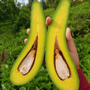 Grafted Long Neck Avocado Plant Live Tree In Pot, No CA, Long Neck Avocado Trees Live Plants