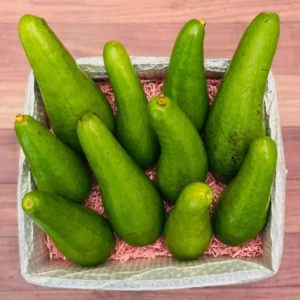 Grafted Long Neck Avocado Plant Live Tree In Pot, No CA, Long Neck Avocado Trees Live Plants