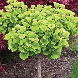 Set 2 Ginkgo Trees Live Plant in Quart Pot, Well Rooted Ginkgo Tree Plants Live, Ready to Grow, 1-2 Year Old Ginkgo Trees