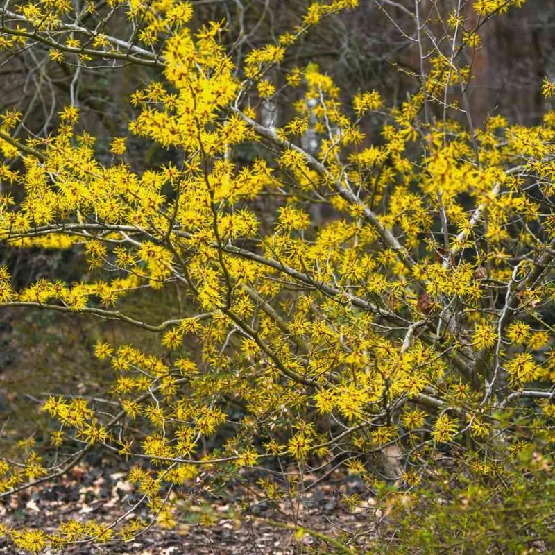 Large Witch Hazel Bush Shrub Plant, 1 Year Old Witch-Hazel Tree Live Plant in Gallon Pot, Ready to Plant Outdoor
