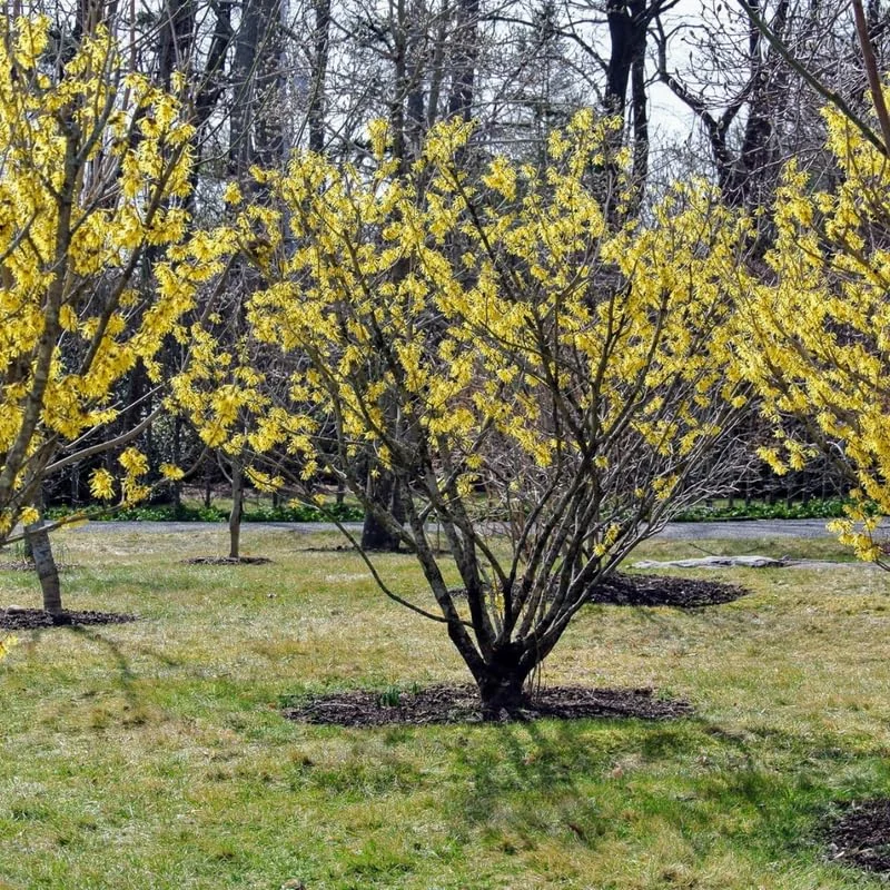 Large Witch Hazel Bush Shrub Plant, 1 Year Old Witch-Hazel Tree Live Plant in Gallon Pot, Ready to Plant Outdoor