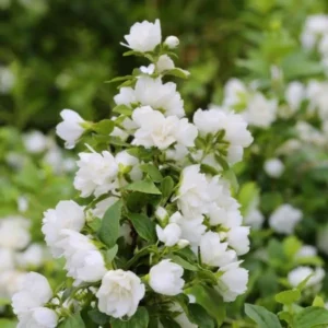 1 Year Old Philadelphus Mock Orange Tree Live Plant in Gallon, Climbing Bush Shrub Tree, Very Fragrant Plants, White Blooms