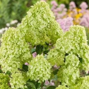 Lime Hydrangea Plants Live in Quart Pot, Hydrangea Live Plants Change Color Perennial Planting Indoor Outdoor, Long Lasting Blooms Flower Hydrangea