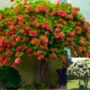 Fire Hydrangea Plants Live in Quart Pot, Hydrangea Live Plants Change Color Perennial Planting Indoor Outdoor, Long Lasting Blooms Flower Hydrangea