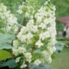 White Oakleaf Hydrangea Plants Live in Gallon Pot, Hydrangea Live Plants Change Color Perennial Planting Indoor Outdoor, Long Lasting Blooms Flower Hydrangea