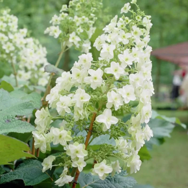 White Oakleaf Hydrangea Plants Live in Gallon Pot, Hydrangea Live Plants Change Color Perennial Planting Indoor Outdoor, Long Lasting Blooms Flower Hydrangea